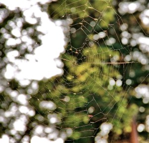 spider-web-bokeh